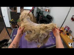 Watch Me Save This Dog From Matted Mess!