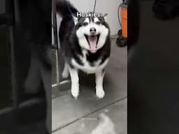 Normal dogs vs Huskies🤣Husky Expectations / Reality #husky#shorts #dog #doglover #dogs