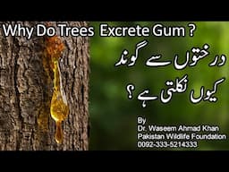 Why Do Trees Excrete Gum And Resins | Darakhton Say Goond Kyun Nikalti Hai | Benefits Of Tree Gums