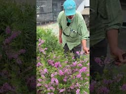 Indigofera kirilowii 'Christo' a cheerful legume for the spring garden