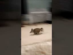 Pet Fox Pulls Off Incredible Leap #pets #fox