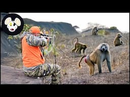South Africa’s Wild Hunt: Inside The Fight Against Rampaging Monkeys And Baboons | Hunting Videos