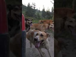These sled #dogs are super athletes!