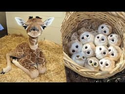 AWW Animals SOO Cute! Cute baby animals Videos Compilation cute moment of the animals #6 2025