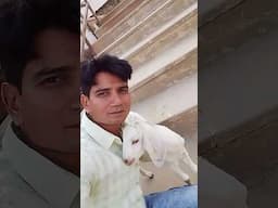 Meri Dost 💕 #love #friendship❤️ #goat #funny 😋#friends 🤣
