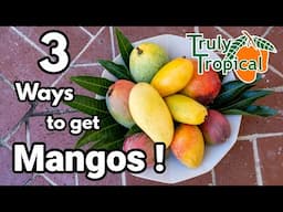 3 Ways to get Truly Tropical Mangos!