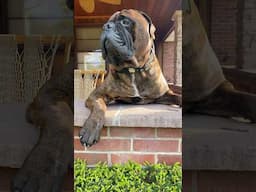 Bullmastiff Tonka Watching Hummingbirds! #campdog #bullmastiffs #bulldog #dogbreeds #mastiff
