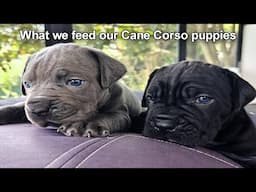 We made the Ultimate Cane Corso Puppy Food | Stay Fresh Freeze Dryer