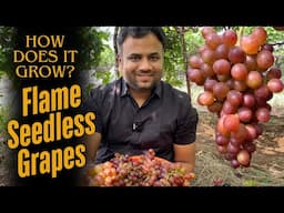 Must-Grow Grape Variety: Flame Seedless!