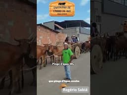 l Desfile de carros de boi de Pingo D'água MG #pecuarista #pingodaguamg