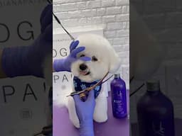 Bichon grooming face #bichonfrise #bichon #doggroomingtips