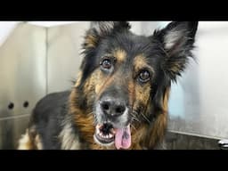 German Shepherds are the best...but especially the seniors 🥹