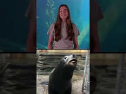Ask A Keeper: What Sounds Do Sea Lions Make?