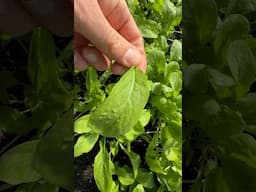 Never Buying Lettuce Again 🥬