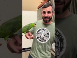 Mexican Red Headed Amazon Parrot