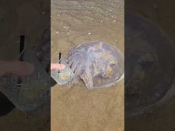 Inspiring Jellyfish Rescue | Heartwarming, Almost #animals #rescue  #ocean #shorts