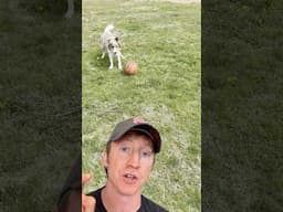 OK to Let Dog Chase and Bite??? #dogtraining #dogtrainer #dogtrainingtips