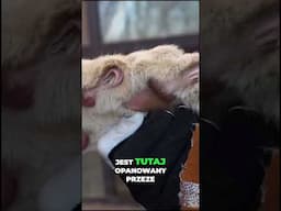 Wszedłem do klatki z lwem - Nigdy tego nie róbcie.