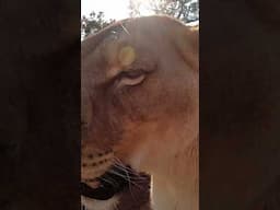 LION Jumps on Me  #lion #wildlife #fun