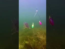 35.9M views video 'Moto Nemo vs pike' explained 👍 #shorts #fishing #cool