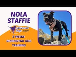 Nola the Staffie Puppy | 3 Weeks Residential Dog Training