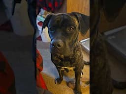 #cutness #responsibility #beautiful #bullmastiffs #bullmastiff #puppy #shorts #dog #7months #funny