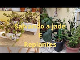 SUCULENTA JADE COM PODRIDÃO E TROCANDO PLANTAS DE VASOS