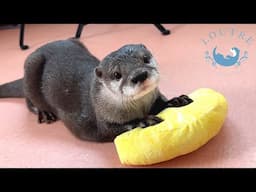 The Otter Turned Salmon Thief!