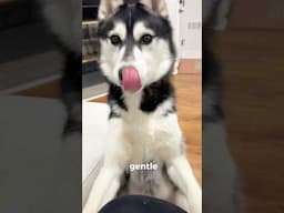My Dog Has Stinky Breath