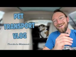 Driving a Bulldog from Florida to Minnesota! Pet Transport Vlog