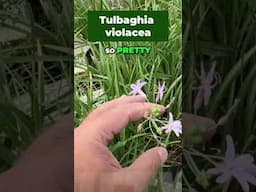 Unkillable Beauty, The Society Garlic – The Garden's Toughest flower #garden #plantssparkjoy #plants