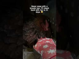 A good hen protecting her eggs. Can’t wait to see how many she can hatch. #hen #broodyhen