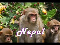 The Monkey Temple