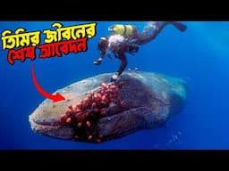 তিমিটি কাঁদতে কাঁদতে সাহায্যের ভিক্ষা চাইছিল Whale Begs Humans for Help!