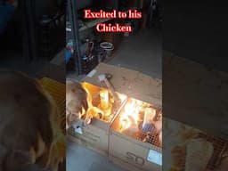 Ronie the Labrador!#chicken #doglover #farmlife #trending #labrador #pets