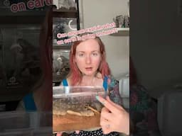 When the universe sends you free exotic flies 🪰 #bug #bugs #insects #fail #comedyfilms