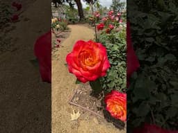 Visit our Beautiful Rose Garden