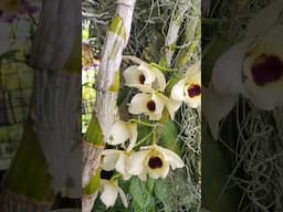 From my lens #dendrobium #orchidgarden #dendrobiumorchid #jamaica