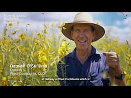 How the Farm Business Resilience Program helped diversify pastures in Kingaroy