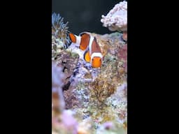 Clownfish Dad!