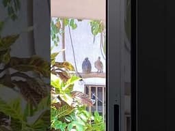 What did I just witness? #yucatán #birdwatching