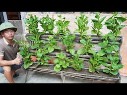 3 Tier Garden Full of Spinach – My Homegrown Harvest
