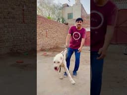Samad Pets Vlog Ko Massage #swpetshouse #petsvlog #shehrmedihat #hammadpethouse #viralshort