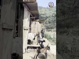 From grassroots to growth – empowering livelihoods through goat farming.  #MANEDAEYEEntrepreneurs