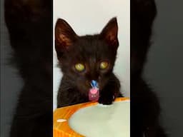 ASMR Mukbang Kitten Drinks Milk