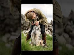 Dog photography with Canon Camera Connect #dogphotography #englishsetter