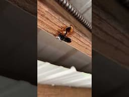 WD40 Really Works On This DESTRUCTIVE Pest!  #hack