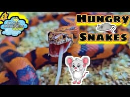 Hungry Snakes