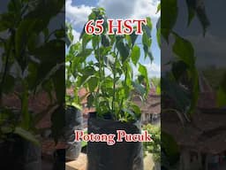 Tanam Cabe tanpa Semai di Polybag / how to plant chilies #caberawit #rawitkaliber #cabepolybag