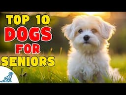 Top 10 Dog Breeds For Seniors
